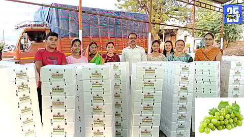 Elderly farmer from Dhumalwadi proudly showcasing his export-quality grapes, now in high demand across Gulf countries.