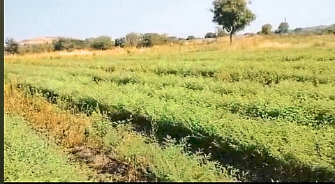 शेतकऱ्यांची रब्बीवरच मदार