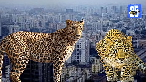 Forest Department issues crucial safety instructions explaining how to respond safely when a leopard suddenly appears, helping prevent human–wildlife conflicts.