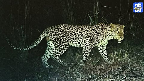 Forest department officials inspect the site in Nagashet and Koshimbale regarding Leopard Attacks