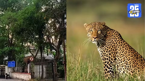 Leopard In Pune