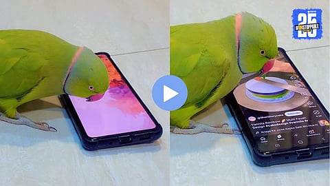 A smart parrot using a smartphone screen to scroll videos and open YouTube, showcasing amazing bird intelligence in a viral video.