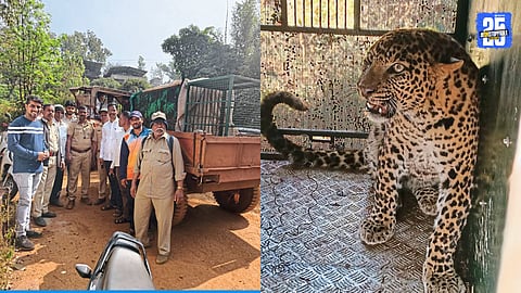 Fear in Mahabaleshwar Taluka: Leopard Caught, But Another Cub Still Active