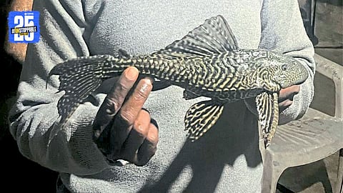 Rare Suckermouth Armored Catfish Found in Krishna River