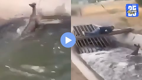 Video : पाण्यात वाहून जाणाऱ्या हरणाच्या समोरच उभा होता मृत्यू, तरुणाने देवदूत बनून क्षणात वाचवले प्राण; हृदयस्पर्शी व्हिडिओ