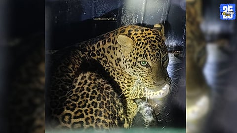 Forest Team’s Six-Day Strategy Change Proves Successful