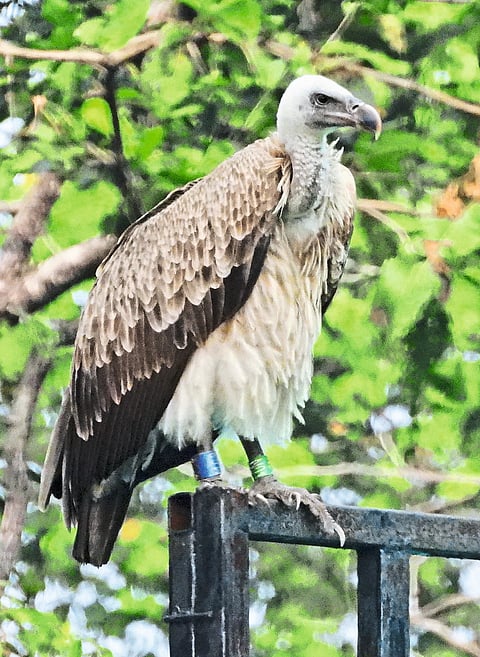 पिंजोरहून पेंचपर्यंत थरारक सफर!