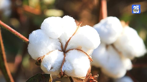 Cotton Purchase