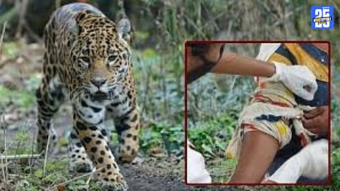Scene from Jamkhed where an elderly woman was attacked and dragged by a leopard-like wild animal.
