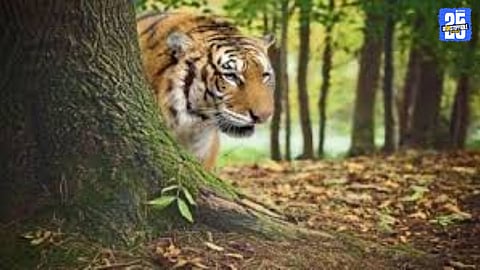 Barshi Forest Drama: Hunters Share Chilling Experience After Tiger Sighting