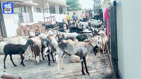 Poisonous Leaves Cause Sudden Sheep Deaths