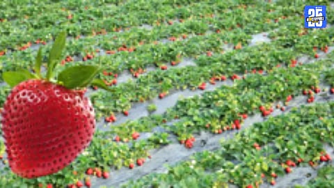 GI Tag Violation Sparks Outrage Among Strawberry Farmers; Agitation Looms”