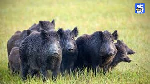 Woman critically injured in wild boar attack at Tokawade