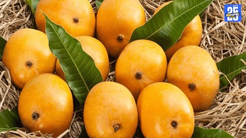 GI Battle Over Alphonso Mango Gujarat Claim Sparks Concern in Konkan Region