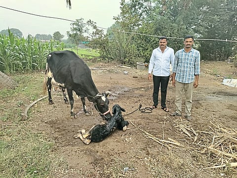 गाय अडली की श्रीमंत येतात...