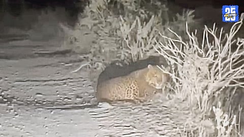 Fear Grips Chedgaon Village After Series of Leopard Attacks