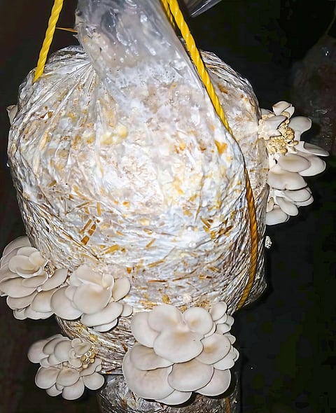 महिला बचत गटाचा उज्ज्वल यशातून मशरूम उत्पादन