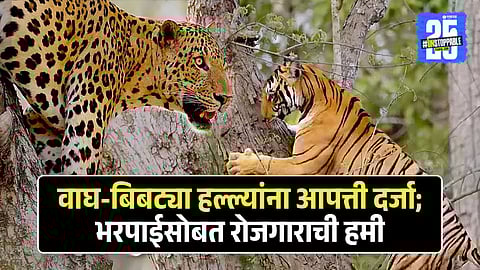 Leopard Attack Maharashtra State Disaster