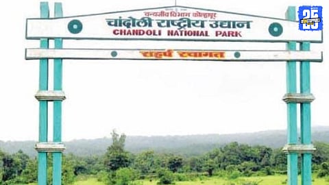 Collector Orders Chandoli Rehabilitation