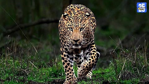 Asthapur Haveli leopard attack injures a woman