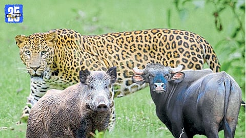 Action from Forest Department