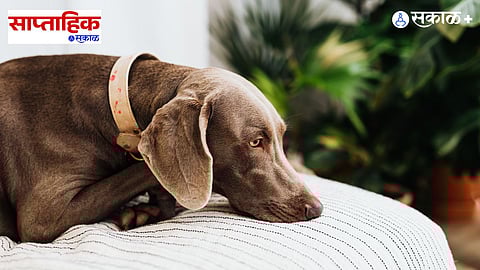 Pu Bha Bhave Adich Akshare