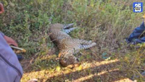Female Leopard Found Dead Near Khede Shivaar