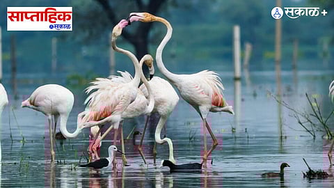 Keoladeo National Park Bharatpur
