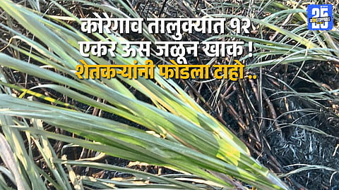 Short Circuit Turns 12 Acres of Standing Cane to Ashes; Koregaon Farmers in Shock