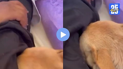 Loyal Pet Mourning Owner