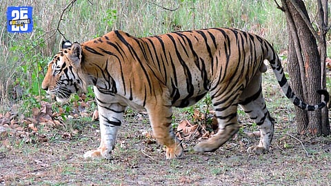 Second Tigress Soft-Released