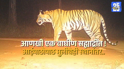 “Tadoba tigress relocated to Sahyadri now safely settled in Chandoli’s Sonarli forest range.”