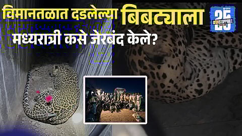 Pune Airport leopard