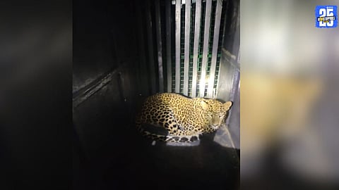 Eight-month leopard cub trapped in cage at Ambegaon’s Walti village