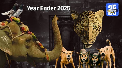 Elephants, Leopards, Dogs and Courts: How 2025 Turned Into India’s Most Turbulent Wildlife Year