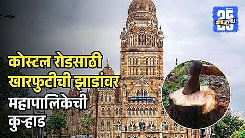 BMC cut 45000 mangrove trees