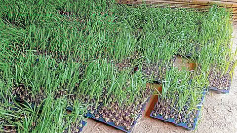 Sugarcane Seedlings Plantation