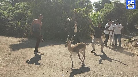 Heartwarming Incident: Farmers Rescue Trapped Deer