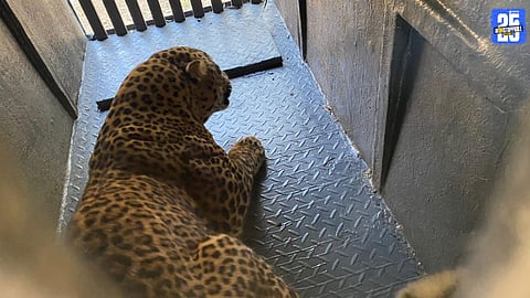 Male Leopard Captured in Forest Department Cage