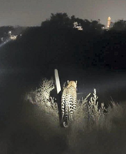 मोईतील फलकेवस्तीत बिबट्याचे दर्शन