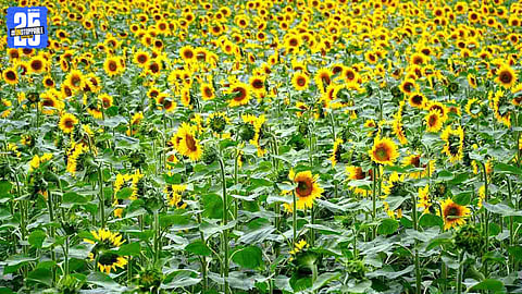 Taluka-wise Rabi Sowing Performance