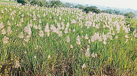 लुमेवाडी परिसरातील उसाला तुरे