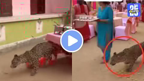 AI-generated image depicting a leopard causing chaos, similar to those used in recent viral fake videos spreading panic about big cats in urban areas
