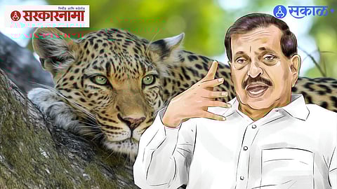 Leopard Sterilization