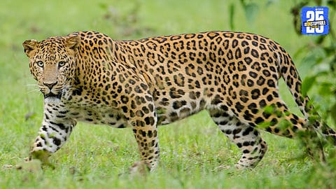 Leopard attack