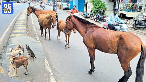 Ichalkaranji Stray Animals