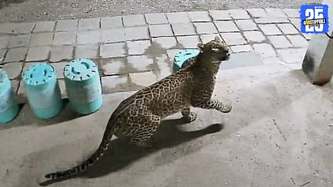Leopard captured in CCTV camera while roaming near houses at Kothawale Vasti.