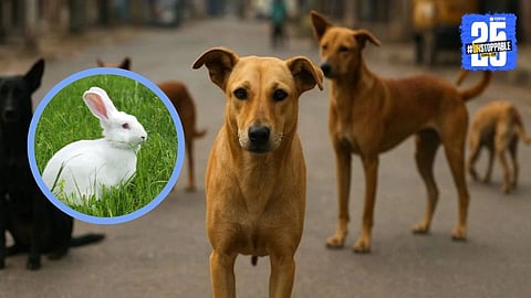 Man Kills Dog, Sells Its Meat as Rabbit to Buy Alcohol; Villagers Hospitalised