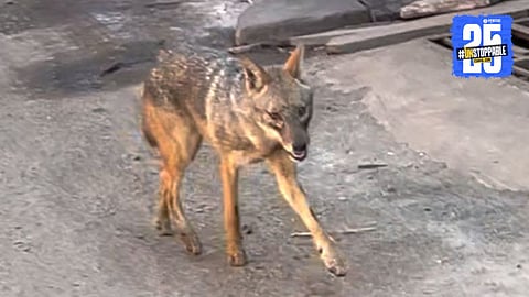 Wild fox creates panic in residential area