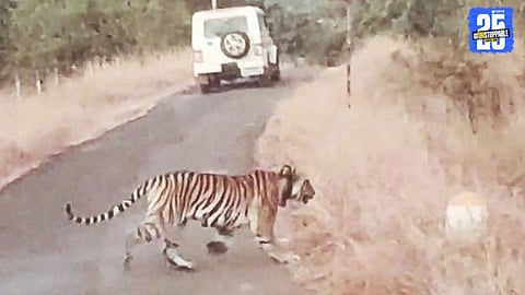 Radio-Collared Tigress Tara Creates Panic in Kasani Area of Satara